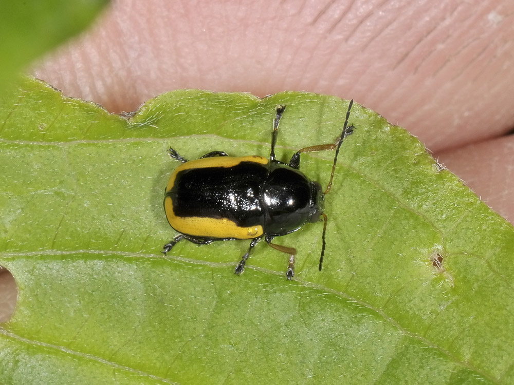 Cryptocephalus stragula